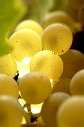 Vin Bourgogne Domaine Leflaive